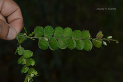 Desmodium pulchellum
